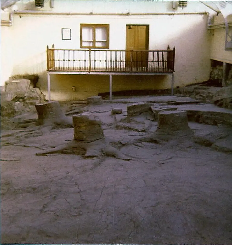 Fossil Grove