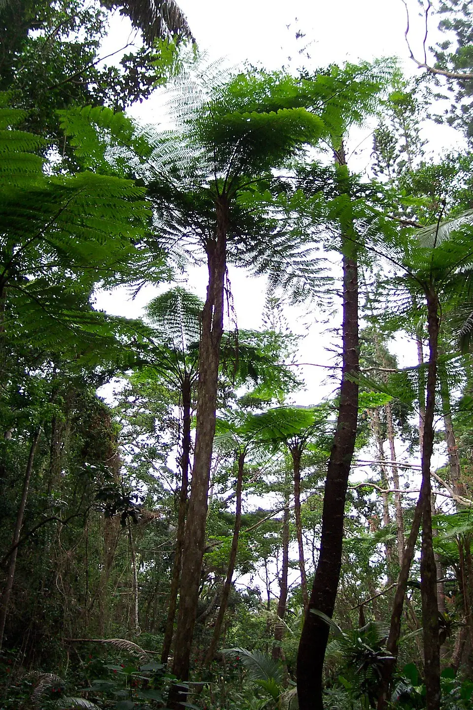 Forêts pluviales de Nouvelle-Calédonie