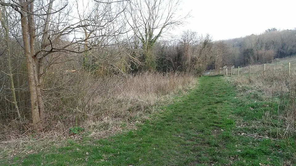 Foxley Wood