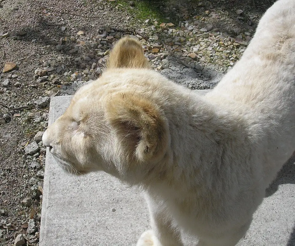 Zoo de Jurques
