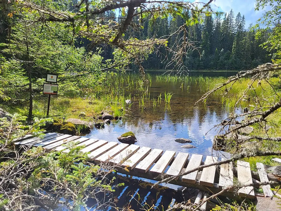 Rinilhaugen naturreservat