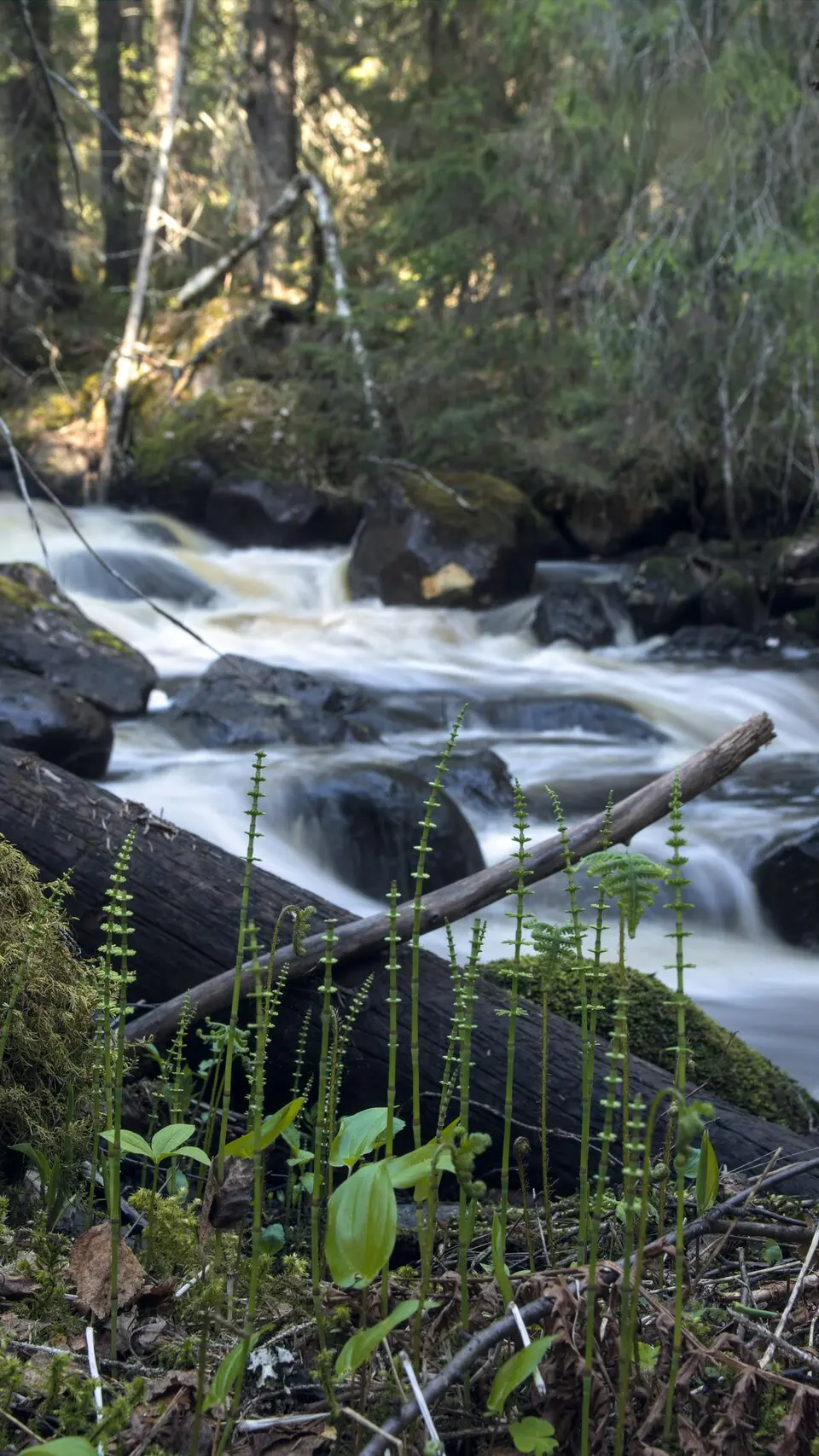 Mångmanskogens naturreservat