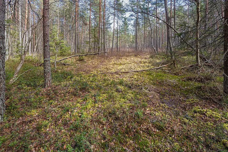 Fröbenbenningmossens domänreservat