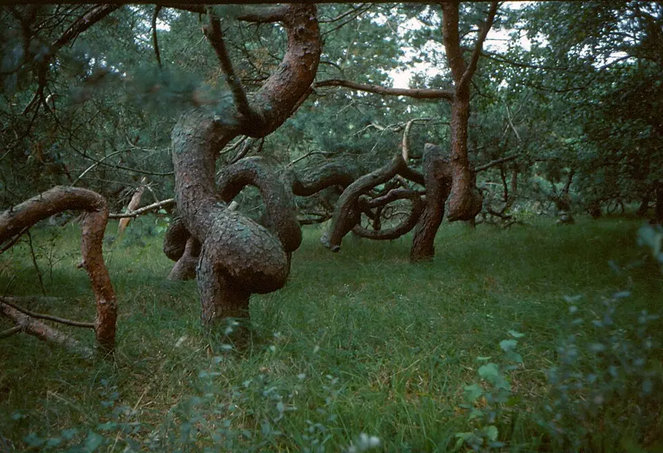 Frösakull