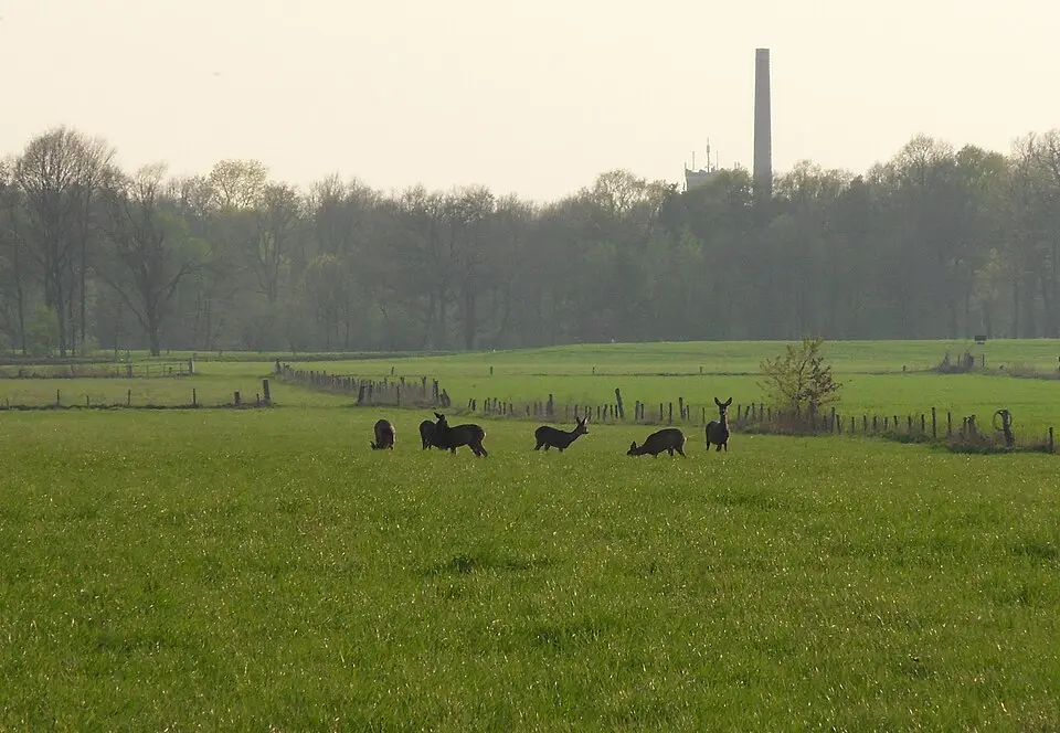 Terrein waarin een urnenveld
