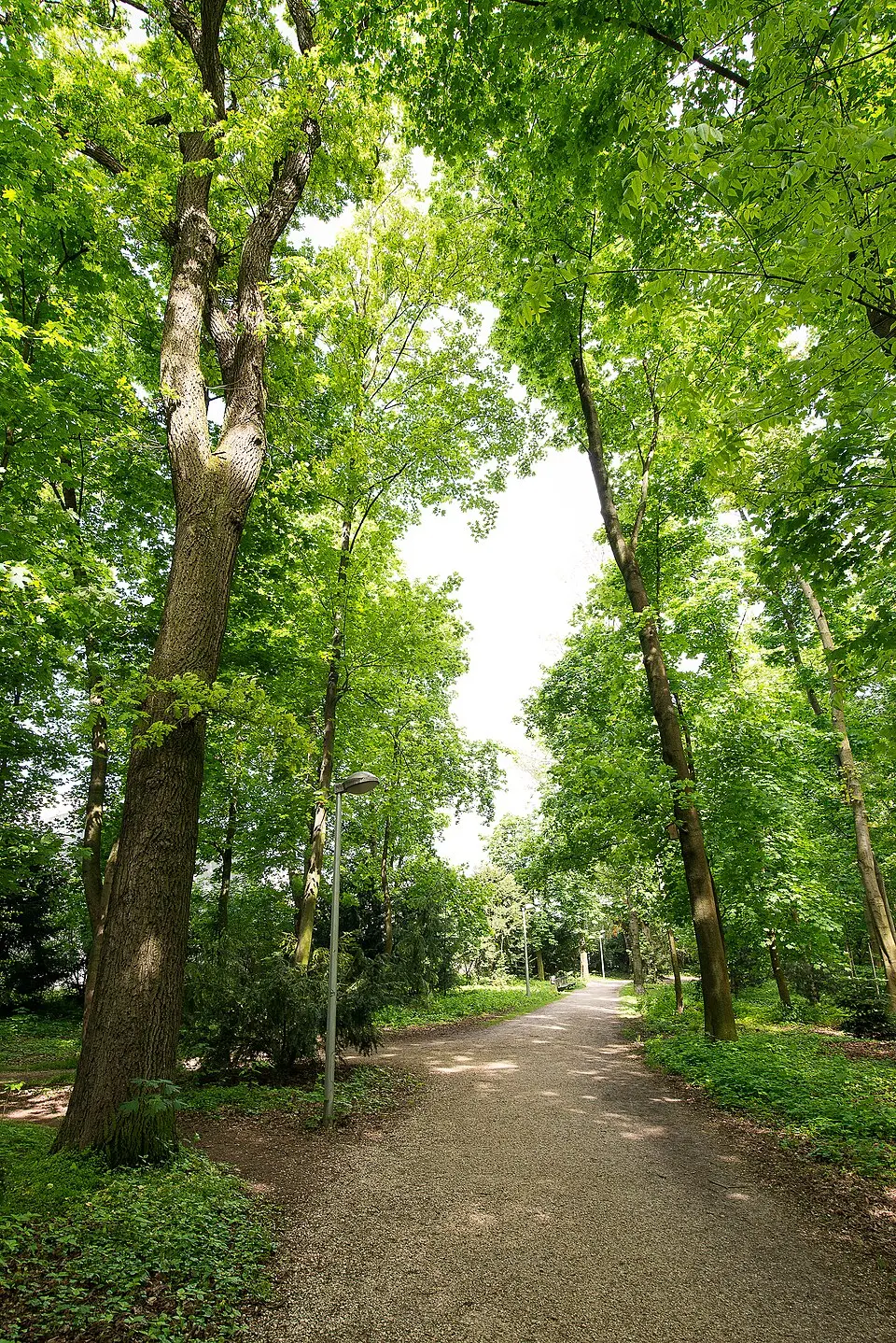 Zwei Eichen in Waldegg