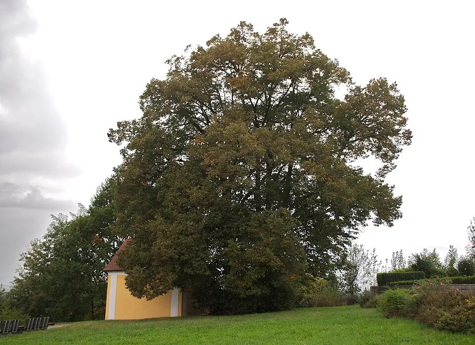 Zwei Linden bei der Kalvarienbergkapelle
