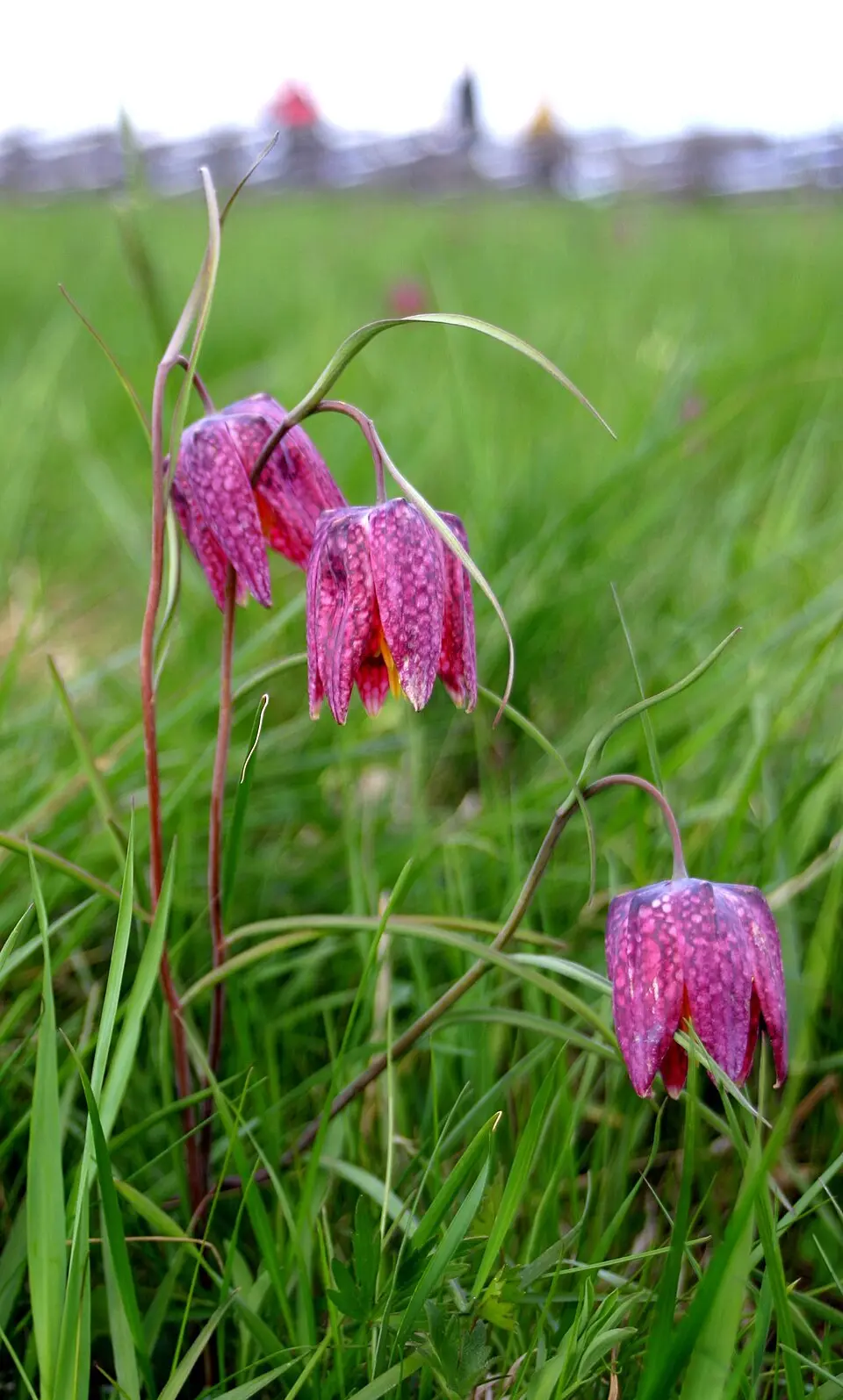 Fyrisvallarna