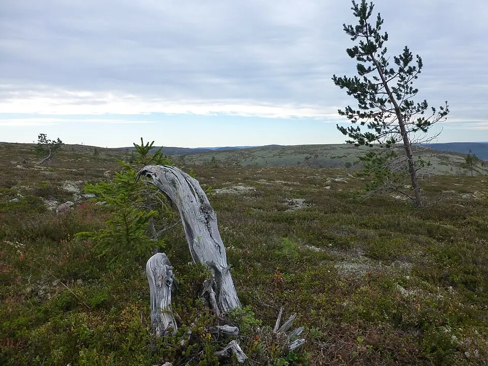Fulufjellet nasjonalpark