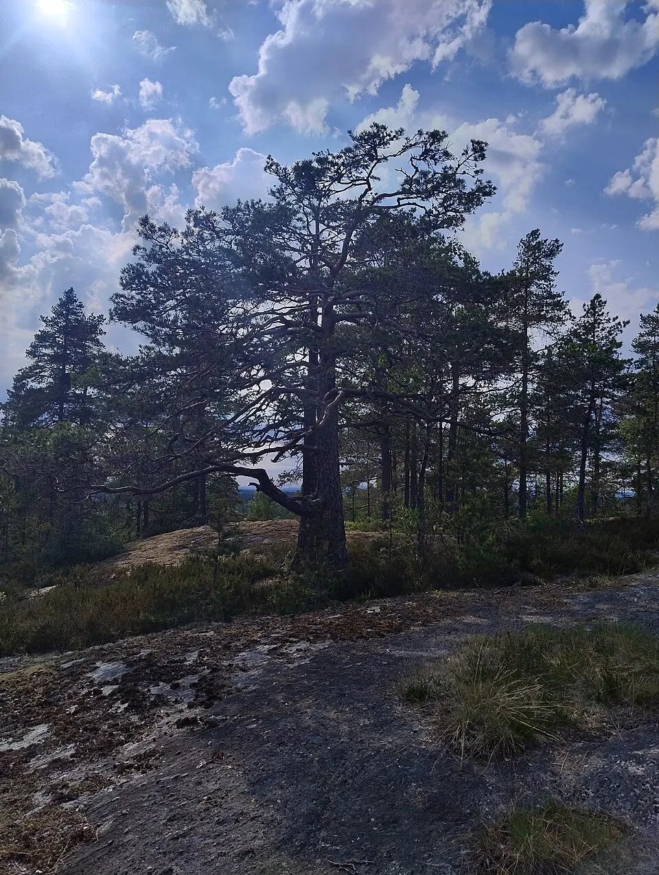 Réserve naturelle de Kollåsen