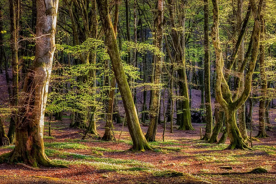 Gäddeviks naturreservat
