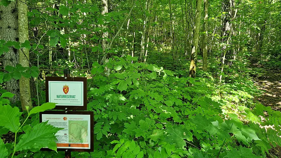 Gardlaushøgda naturreservat