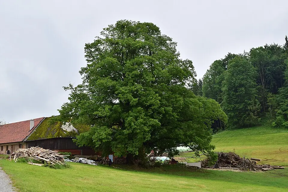 Rebensteiner Hauslinde in Garsten