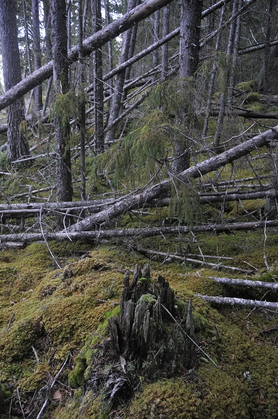 Gäle naturskog