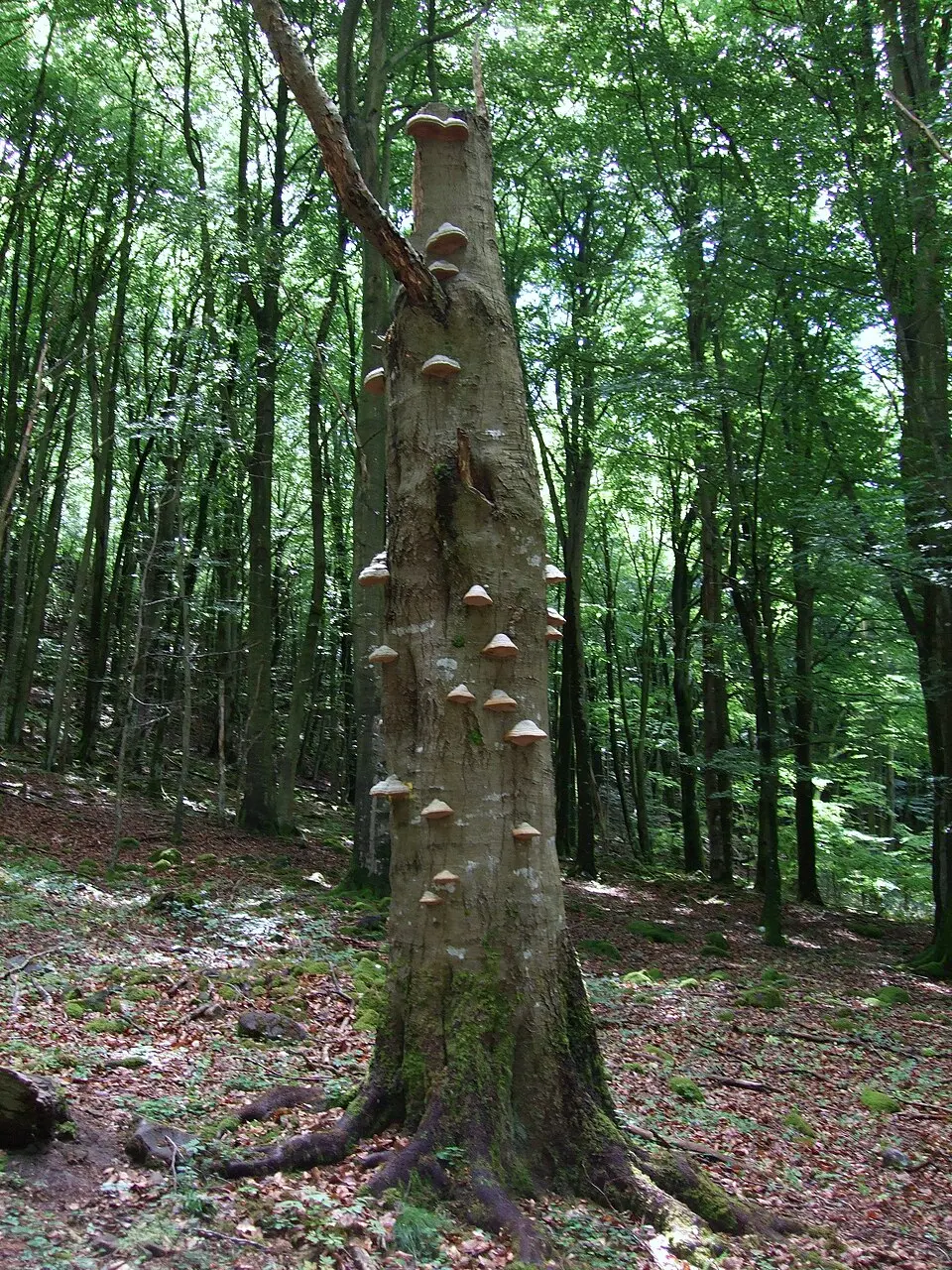 Gällabjer