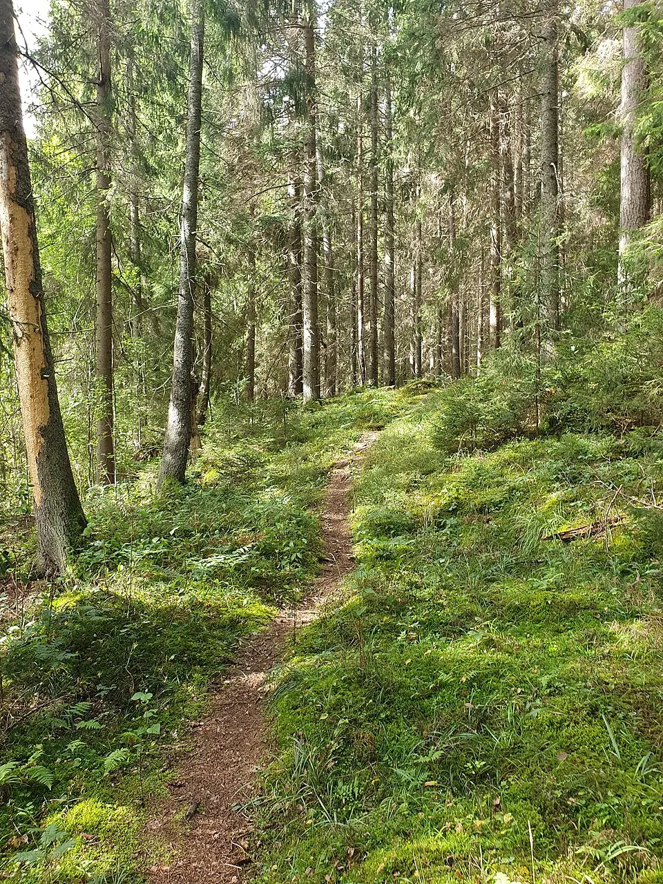 Björkehorns naturreservat
