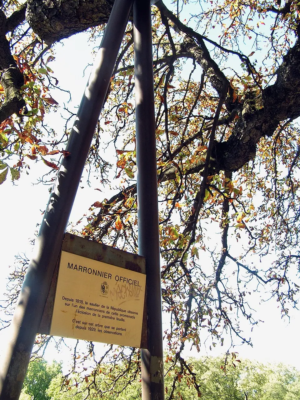 marronnier officiel de Genève