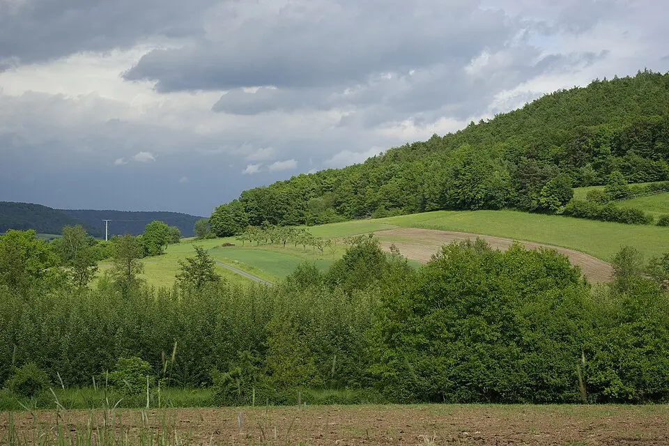 forêt de Steiger