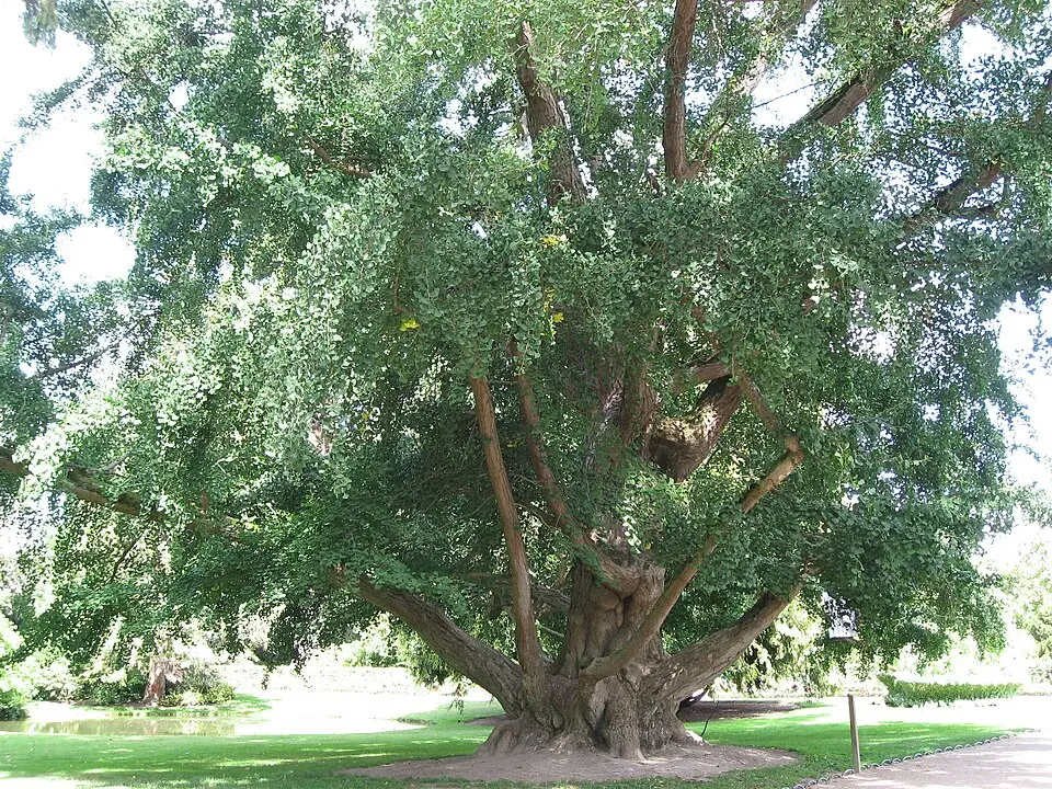 jardin botanique de Tours