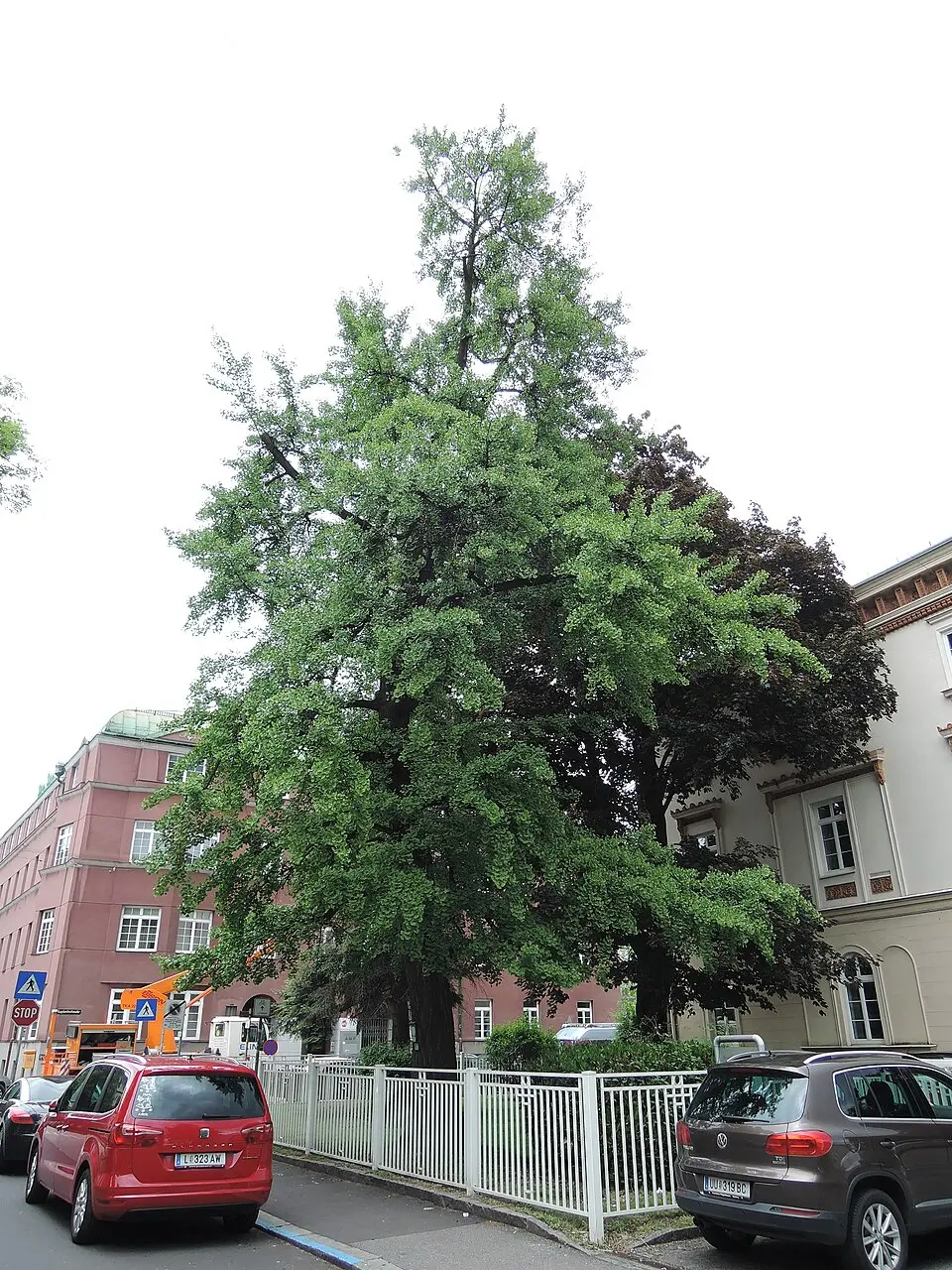 Ginkgo Baum in Linz