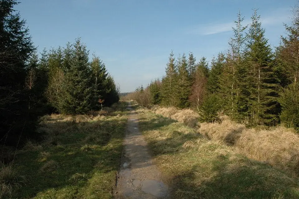 Gisburn Forest