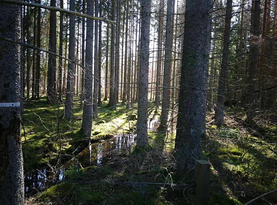 Glans kalkbarrskogar