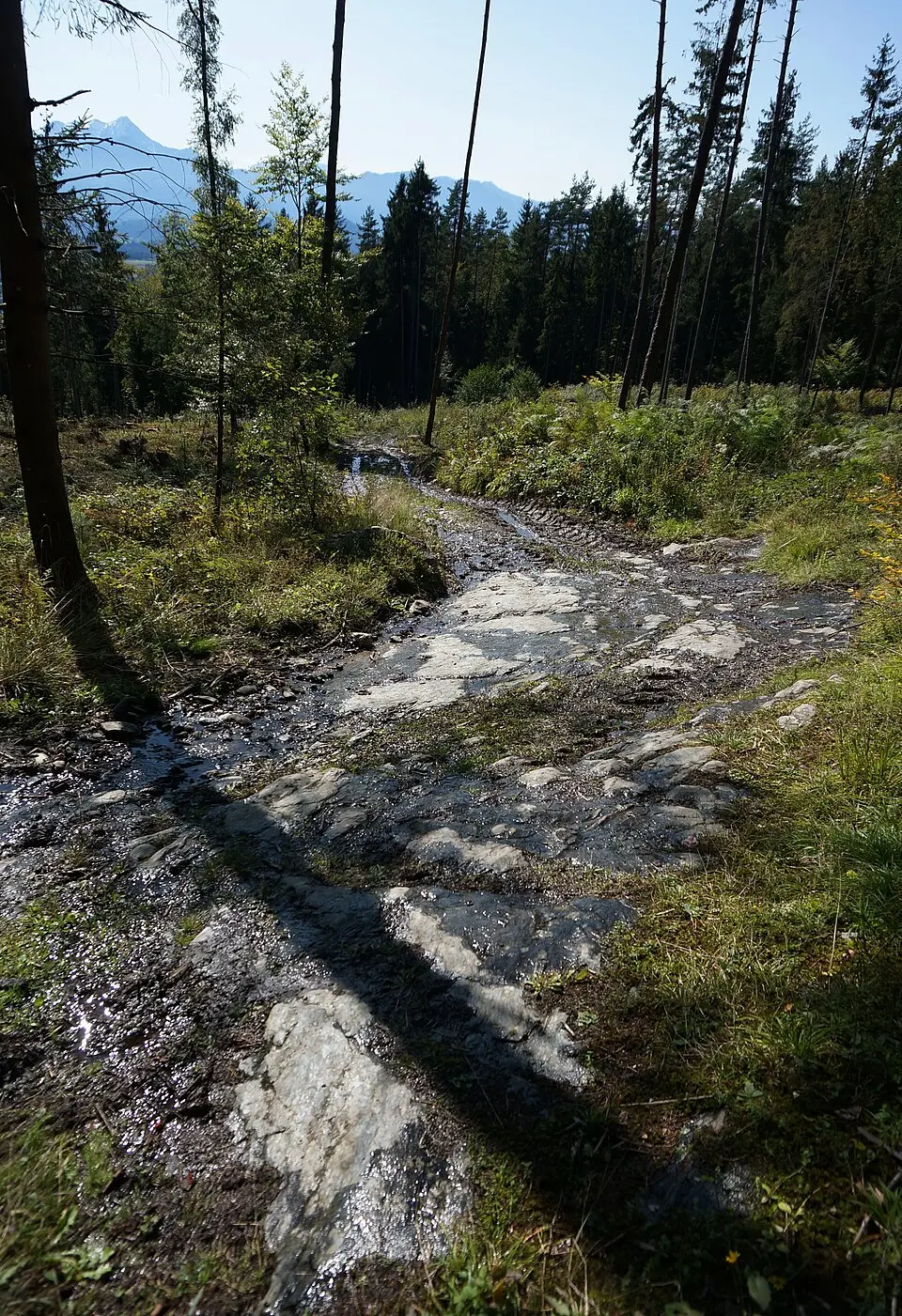 Antike Straße zum Forstsee