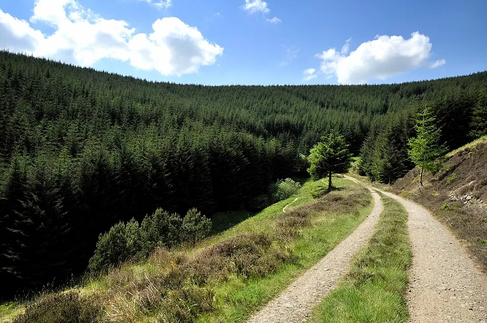 Glentress Forest