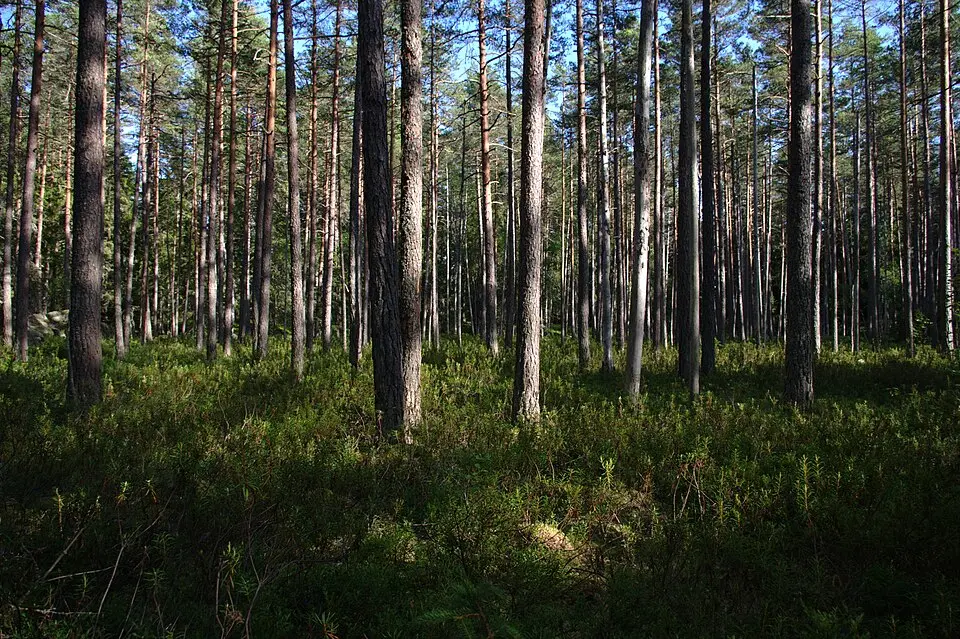 Glotternskogen