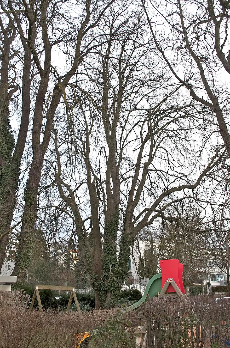 Image: Stefan Hartig · CC BY-SA 3.0 AT Drei Kastanienbäume in Waldegg