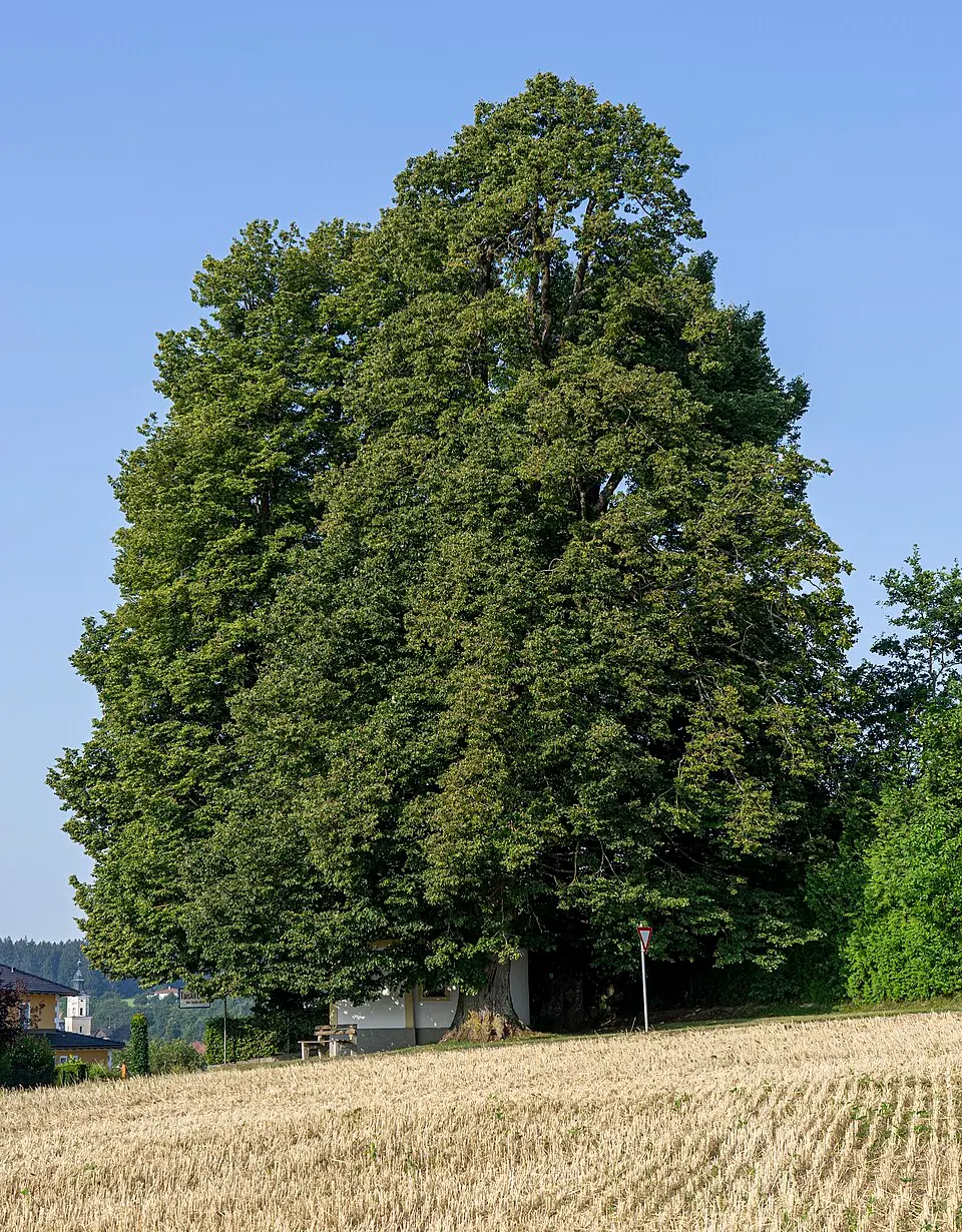 Linden bei der Wimmerkapelle
