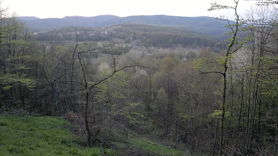 Crkveni Vrhovci
