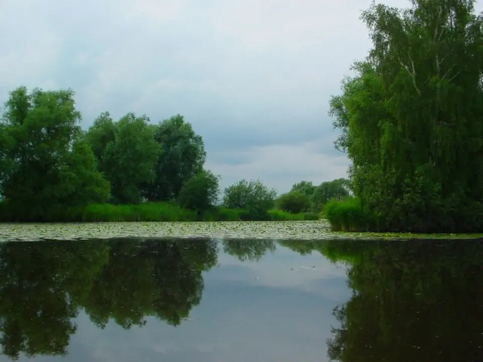 Gose Elbe