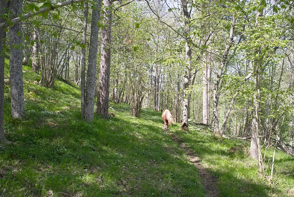 Sandarve kulle