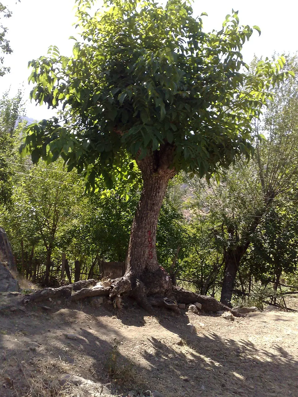 Meşeyolu