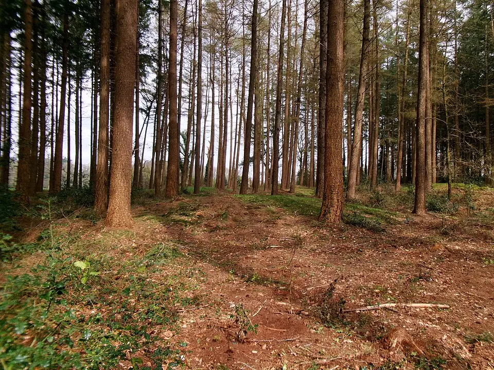 Terrein met een veertigtal grafheuvels en een aarden wal