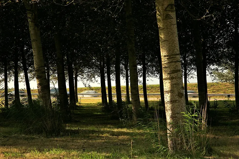 Terrein waarin sporen bewoning