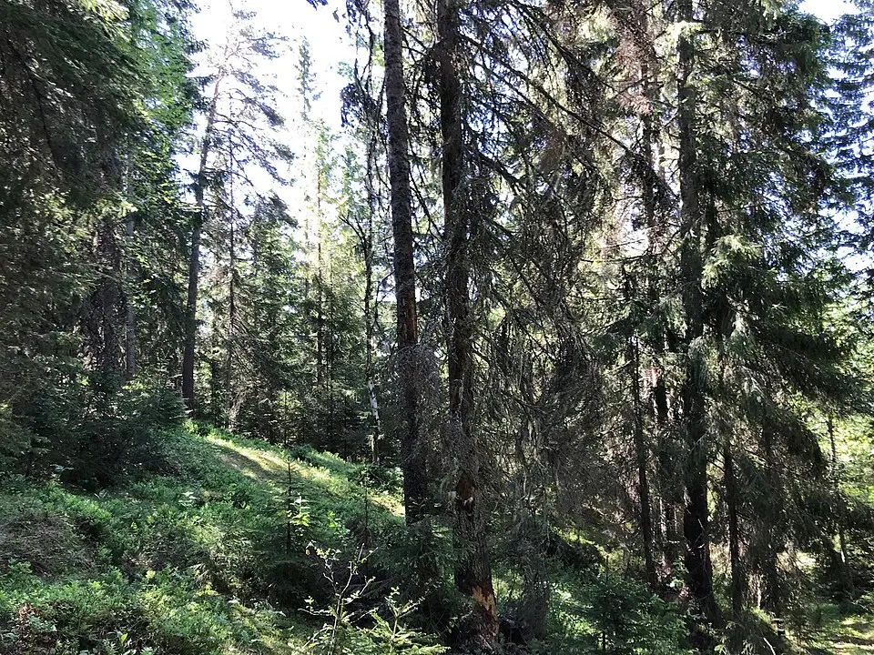 St. Hansåsen naturreservat