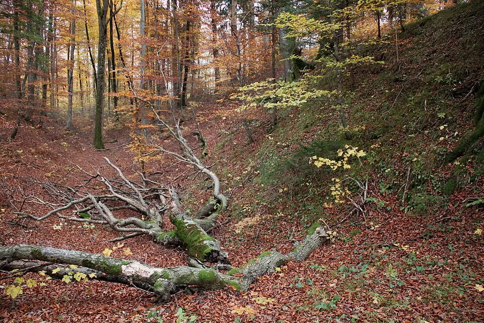 Römerschanze (Grünwald)