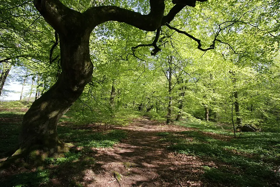 Gryteskog