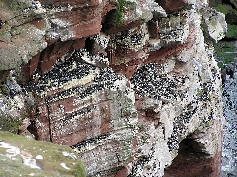 St Bees Head RSPB reserve