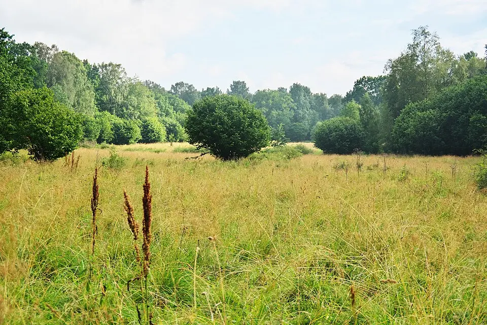 Gullängens naturreservat