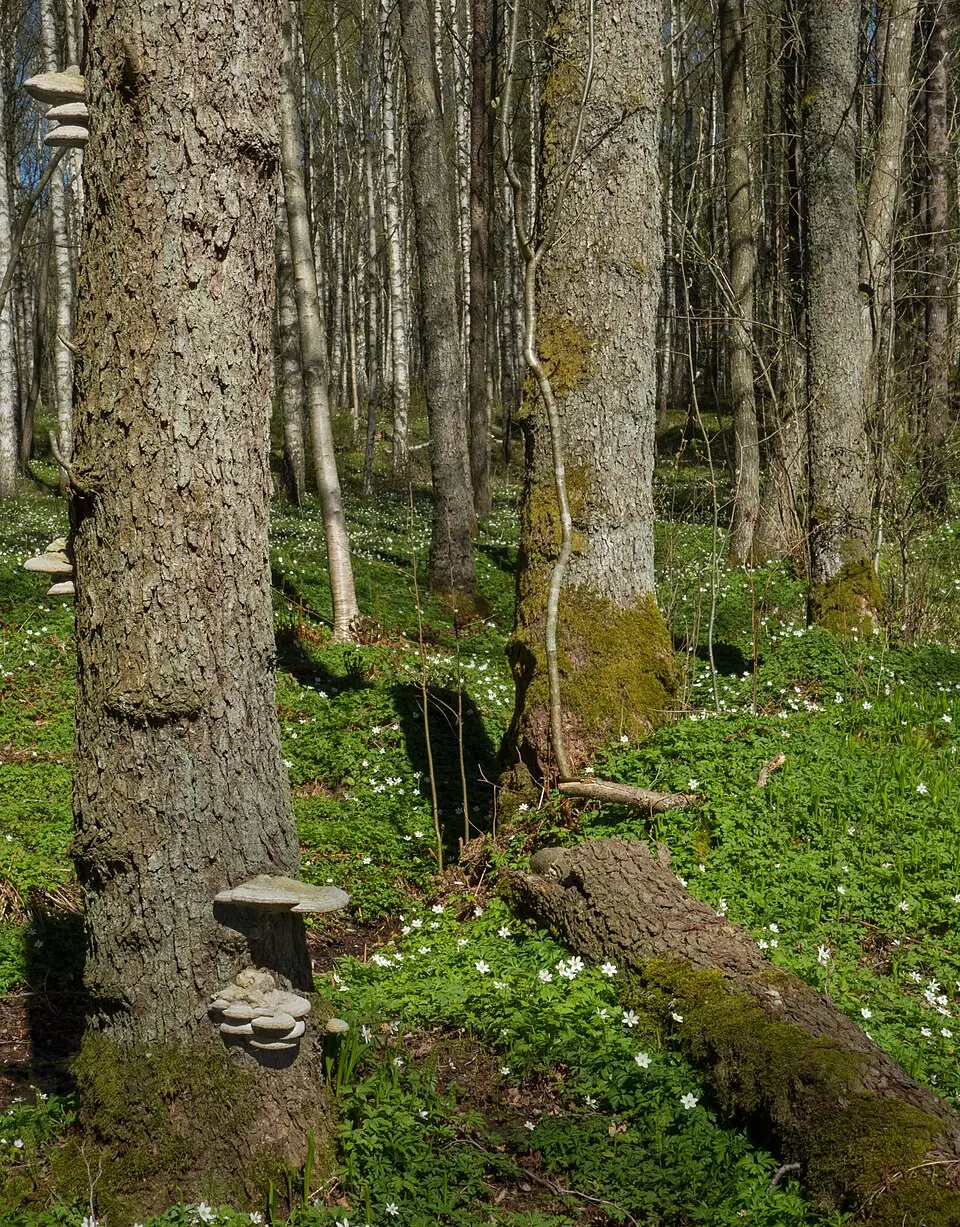 Gullmarsskogens naturreservat