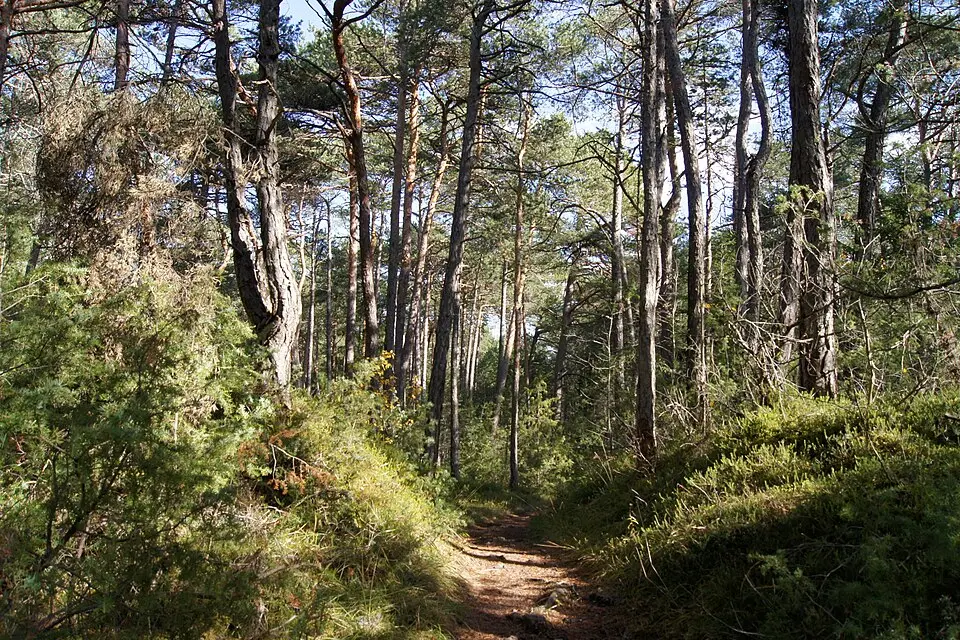 Bild: Openwood · CC BY-SA 3.0 AT Forchet