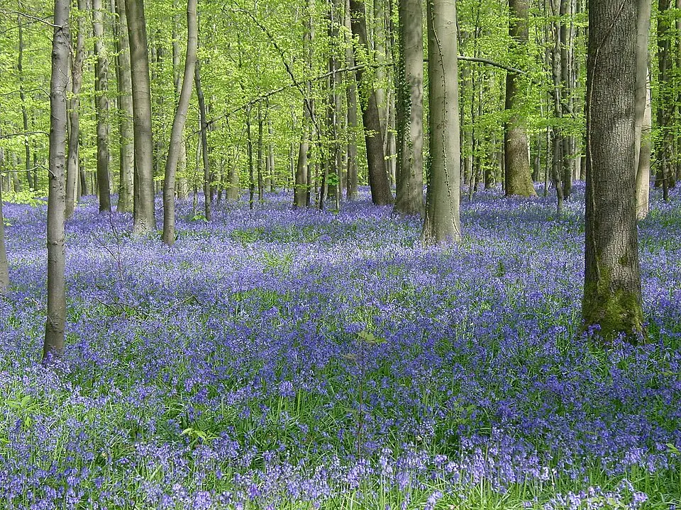 Halle Forest