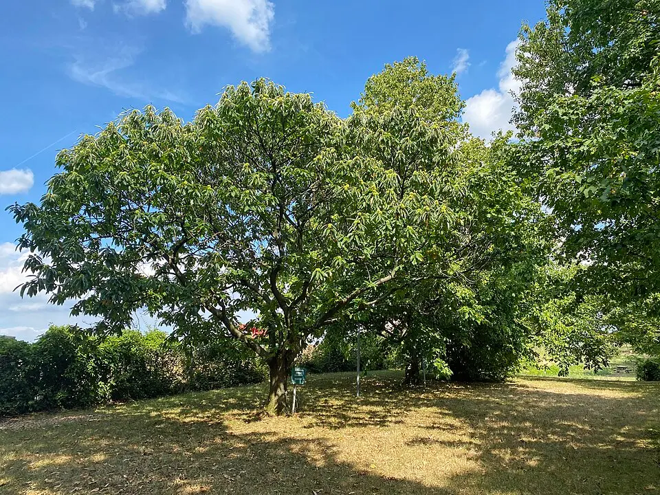 Bild: Funke · CC BY-SA 4.0 Erster Österreichischer Obstlehrpfad