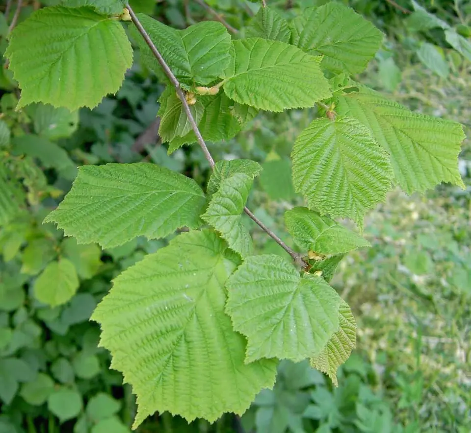 Prestegårdsskogen naturreservat