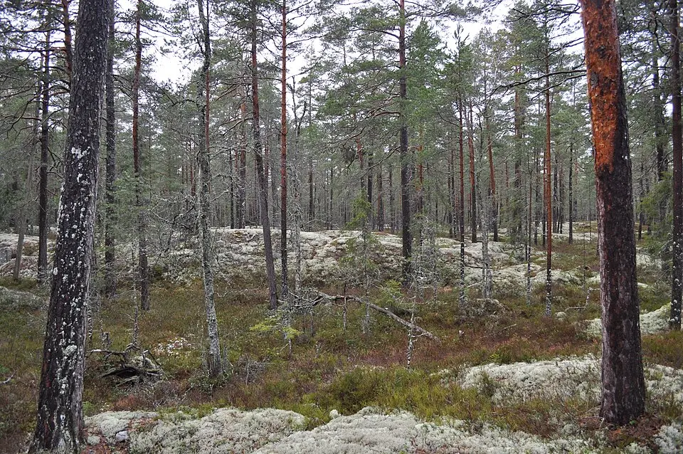 Varglyans naturreservat