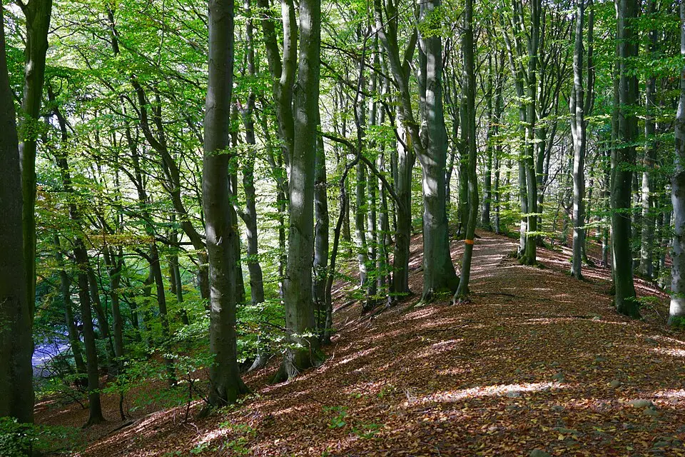 Hällestadsåsen-Borelund
