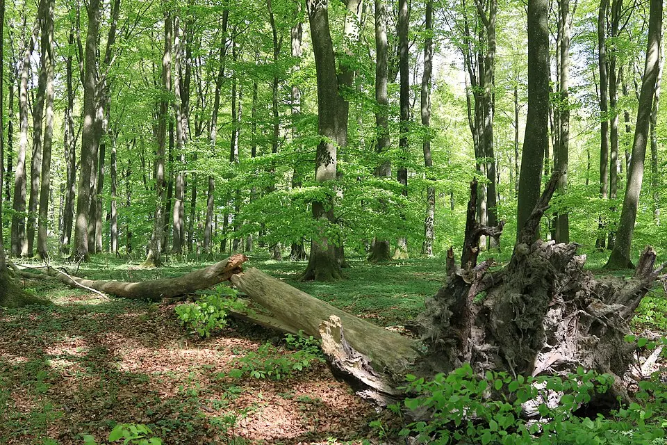 Hästhagens naturreservat